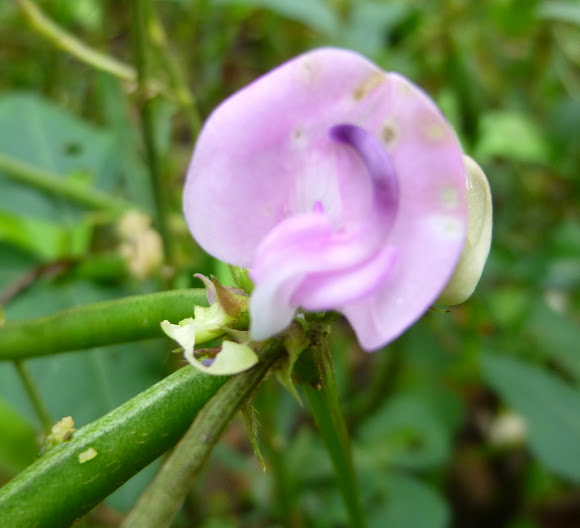 Trailing Wild Bean Project Noah