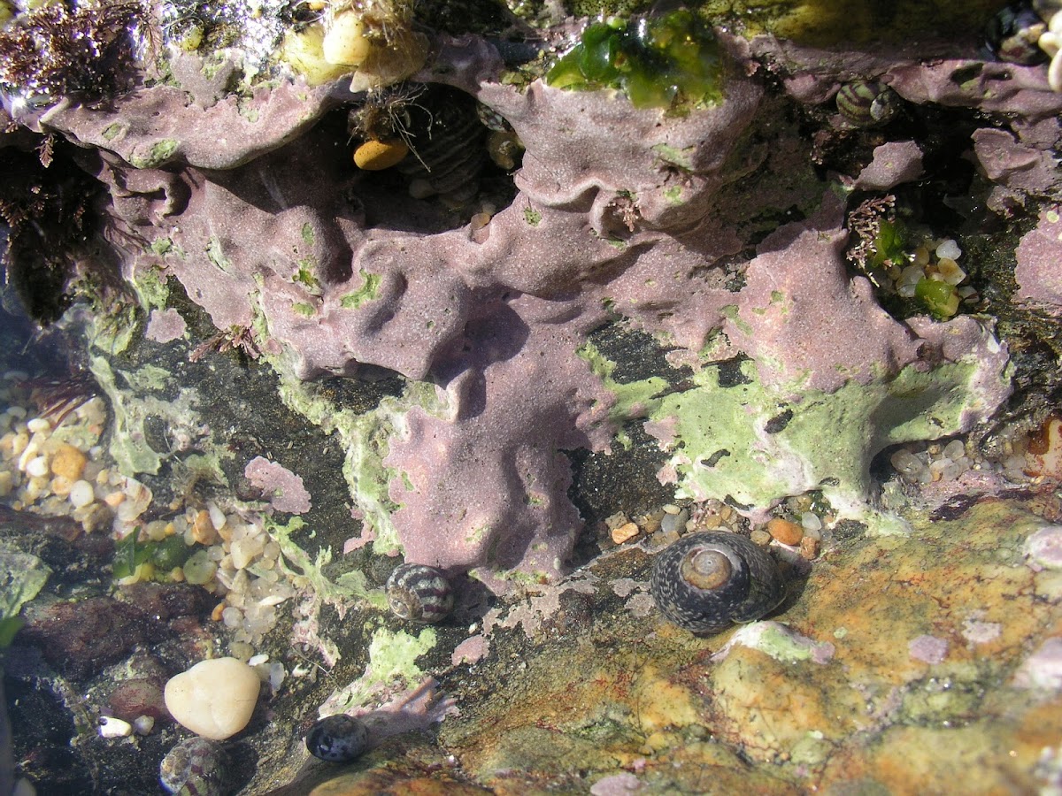 encrusting coralline alga
