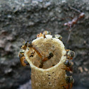 Stingless bee nest entrance