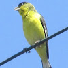 Green-backed Lesser Goldfinch