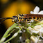 Five-Banded Tiphiid Wasp