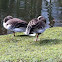 Graylag Goose