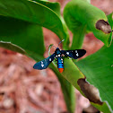 Oleander Moth