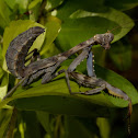 Philippines Marbled Mantis