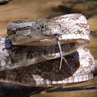 Gray Rat Snake