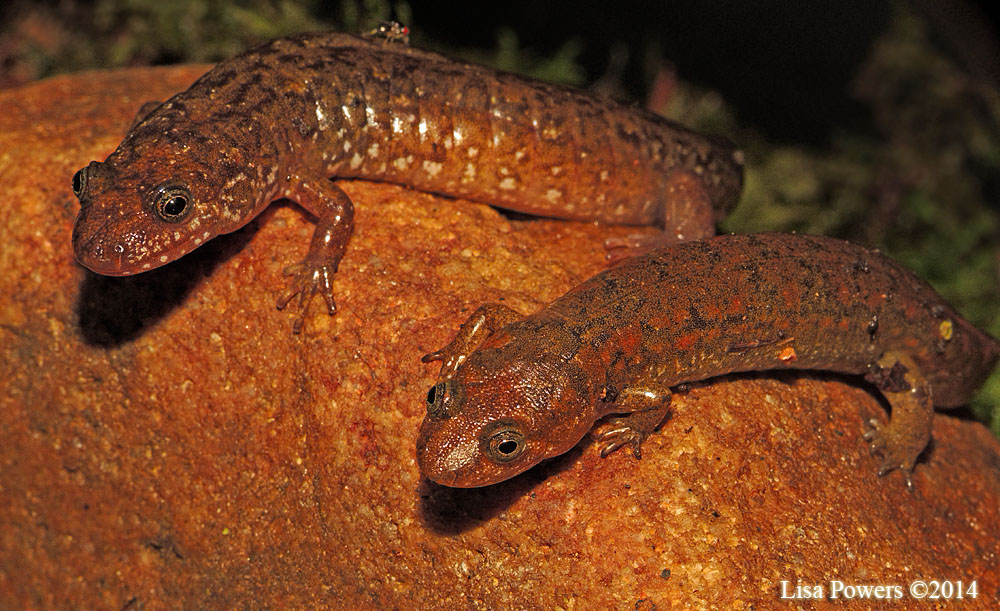 Shovel-nosed Salamander (on right)
