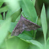 dark brown moth