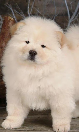 Chow Chow Wallpapers