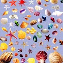 3D Shells