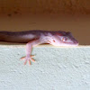 Common House Lizard