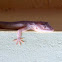 Common House Lizard