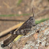 Speckle-winged Rangeland Grasshopper