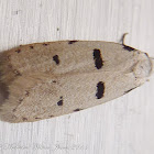 Symmocid Moth