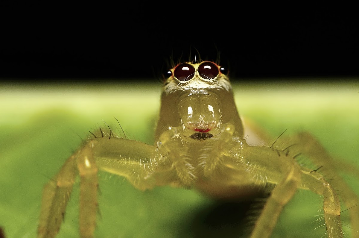 Two-striped jumping spider