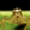 Two-striped jumping spider