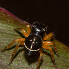 Round Ant-eater