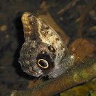Dark Owl Butterfly