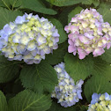 Hydrangea