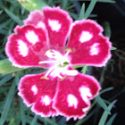 Dianthus