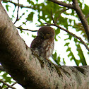Pearl spotted owlet