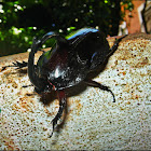 Rhinoceros Beetle