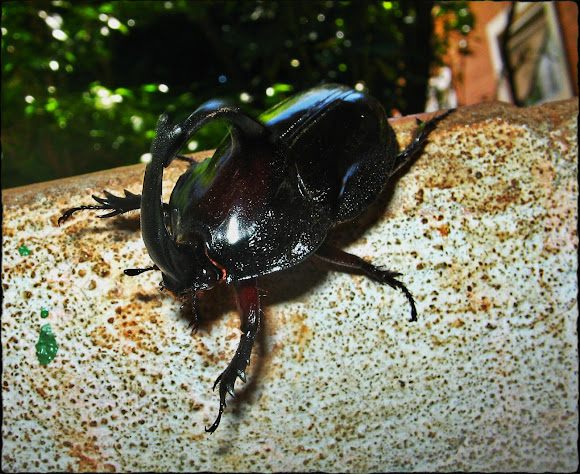 Rhinoceros Beetle | Project Noah