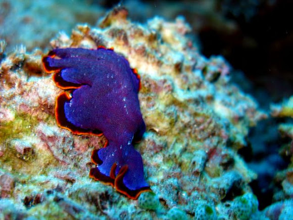 Fuchsia flatworm Project Noah