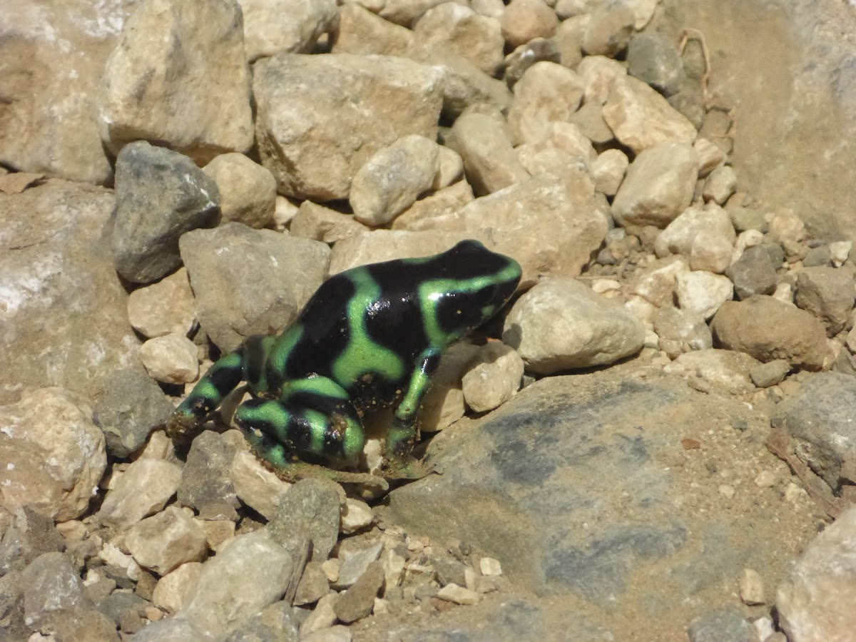 Green and black poison dart frog