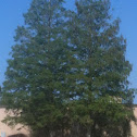 Blackjack Pine Tree