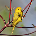 Yellow Warbler (female)