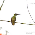 White bellied emerald hummingbird