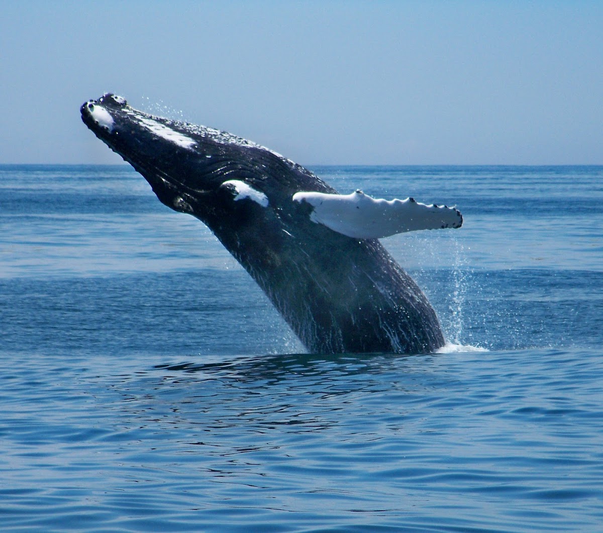 Gray Humpback Whale