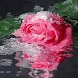Rose In Ice
