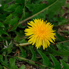 Common Dandelion, Diente de león