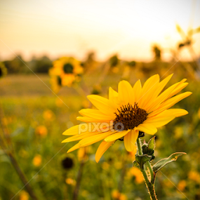 by Adrian Rusu - Flowers Flowers in the Wild