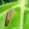 Blue and Red Leafhopper
