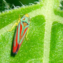Blue and Red Leafhopper
