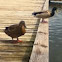 Mallard Ducks (female, left)(male, right)