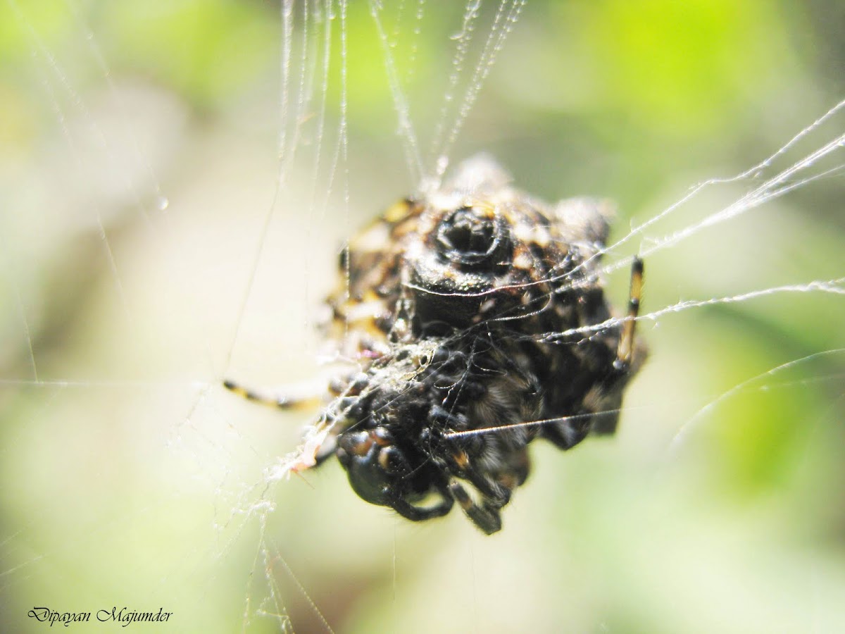 Spiny Orb Weaver