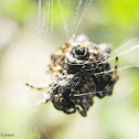 Spiny Orb Weaver