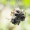 Spiny Orb Weaver