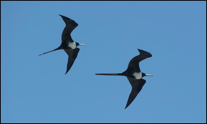 Magnificent Frigatebird