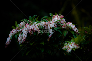 Pieris japonica by Richard Kam -  