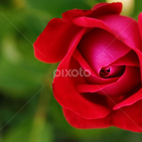 Red Rose by Stirbu Eduard Aurel - Flowers Single Flower