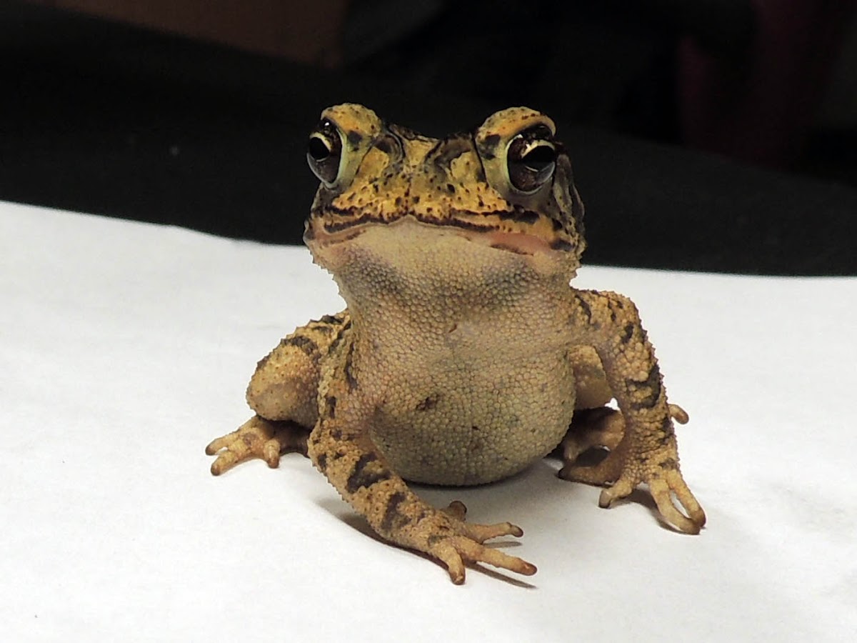 Gulf Coast Toad