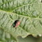 Pea leaf weevil