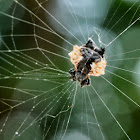 Spiny-backed Spider