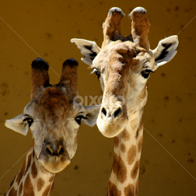 giraffe by Maria Ferreira - Animals Other Mammals
