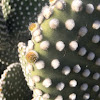 Cactus alas de ángel