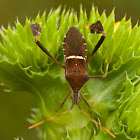 Leaf footed bug